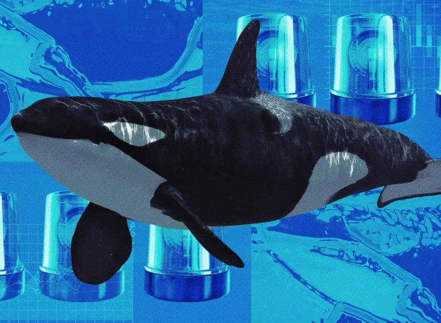 Bitcoin whale transfer